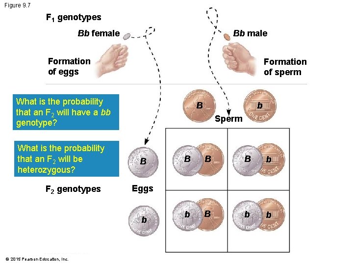 Figure 9. 7 F 1 genotypes Bb male Bb female Formation of eggs Formation