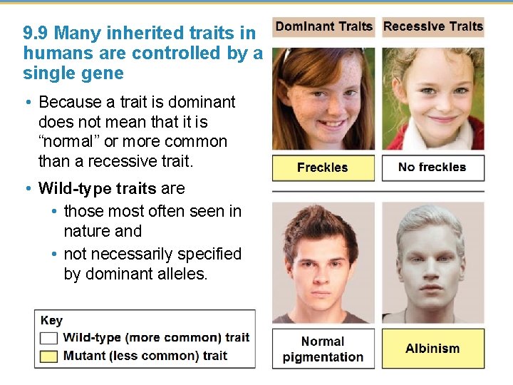 9. 9 Many inherited traits in humans are controlled by a single gene •