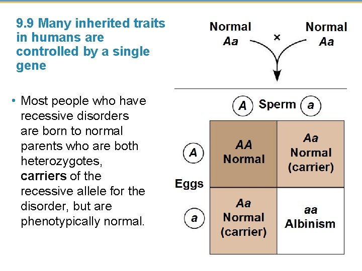 9. 9 Many inherited traits in humans are controlled by a single gene •