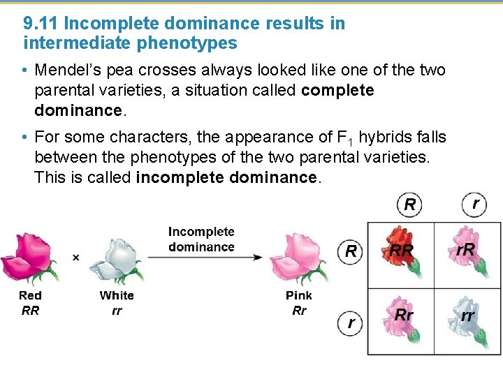 9. 11 Incomplete dominance results in intermediate phenotypes • Mendel’s pea crosses always looked