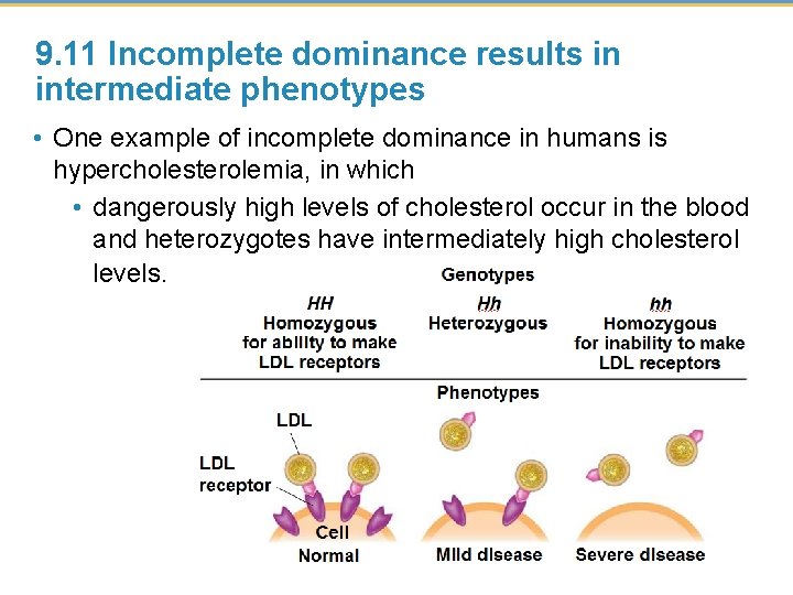 9. 11 Incomplete dominance results in intermediate phenotypes • One example of incomplete dominance