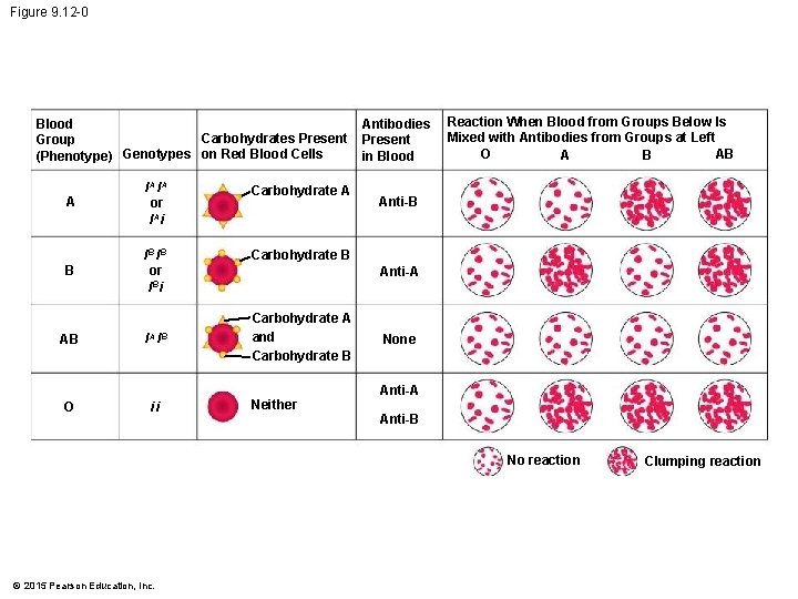 Figure 9. 12 -0 Blood Carbohydrates Present Group Genotypes on Red Blood Cells (Phenotype)