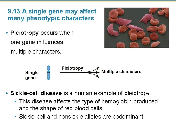 9. 13 A single gene may affect many phenotypic characters • Pleiotropy occurs when