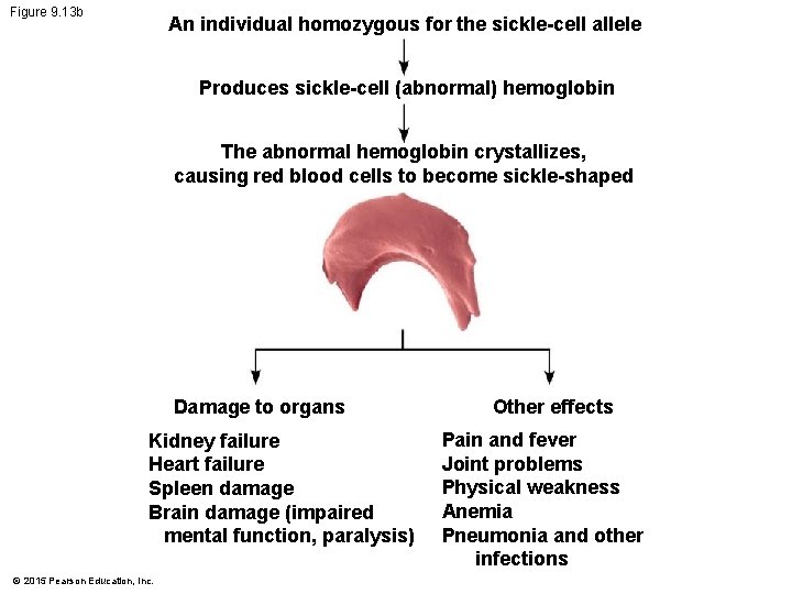 Figure 9. 13 b An individual homozygous for the sickle-cell allele Produces sickle-cell (abnormal)