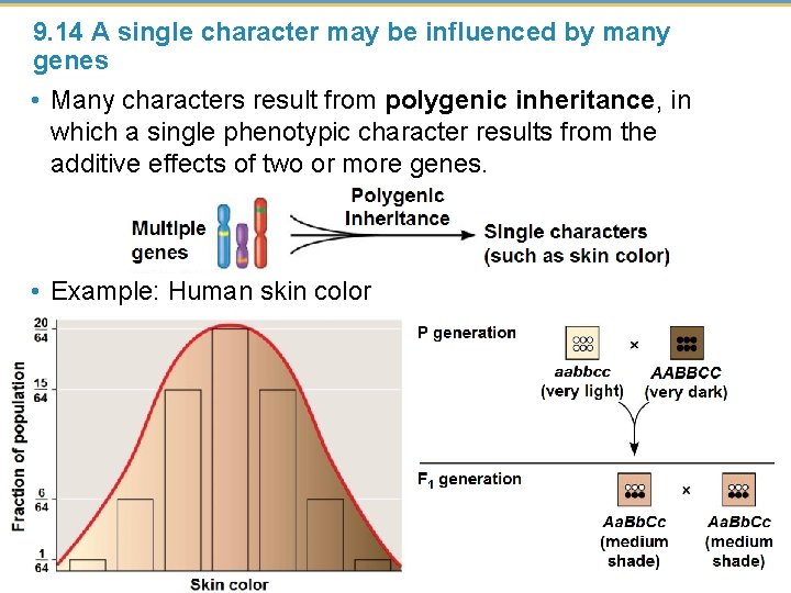 9. 14 A single character may be influenced by many genes • Many characters
