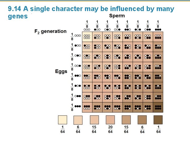 9. 14 A single character may be influenced by many genes 