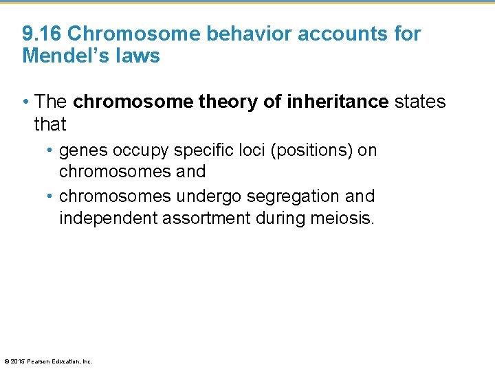 9. 16 Chromosome behavior accounts for Mendel’s laws • The chromosome theory of inheritance