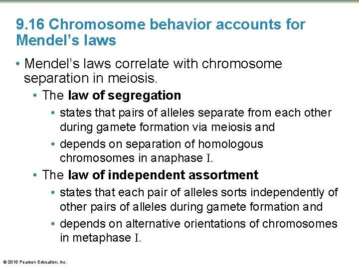 9. 16 Chromosome behavior accounts for Mendel’s laws • Mendel’s laws correlate with chromosome