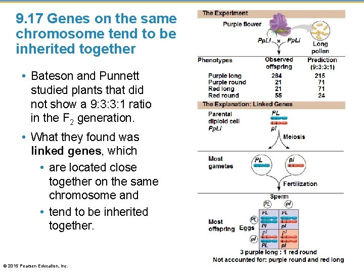 9. 17 Genes on the same chromosome tend to be inherited together • Bateson