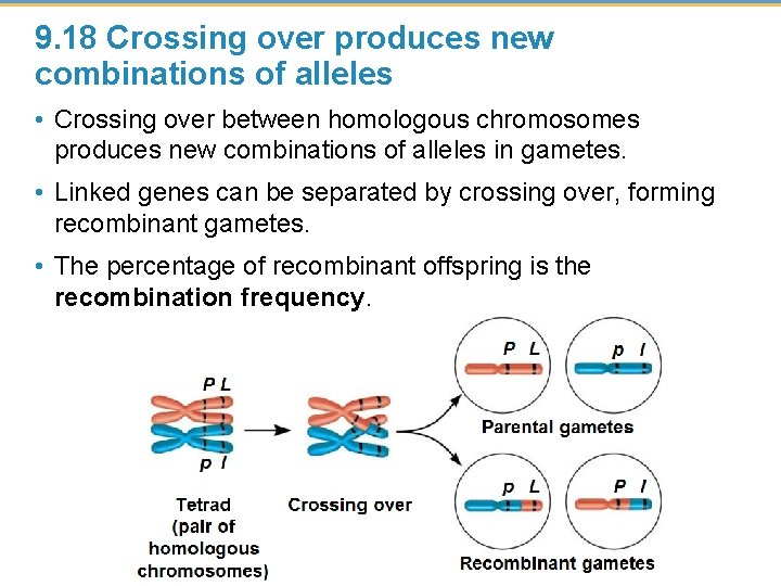 9. 18 Crossing over produces new combinations of alleles • Crossing over between homologous