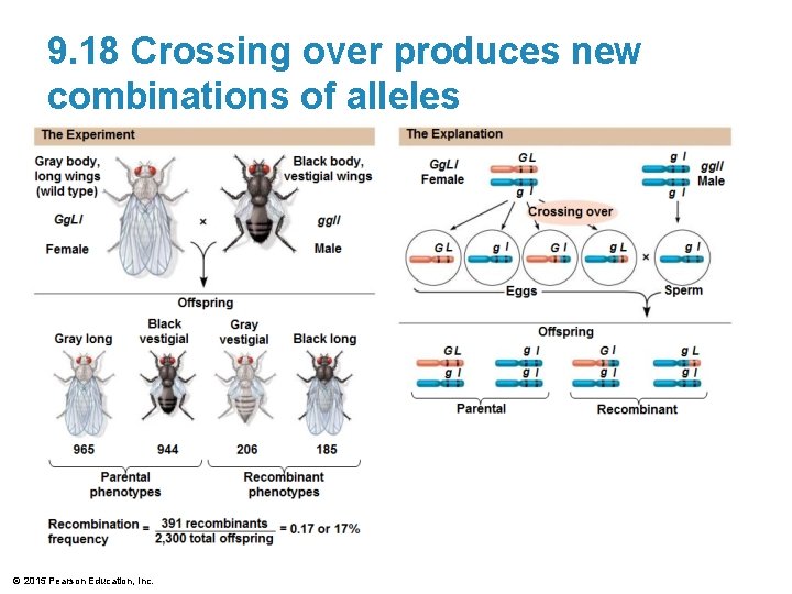 9. 18 Crossing over produces new combinations of alleles © 2015 Pearson Education, Inc.