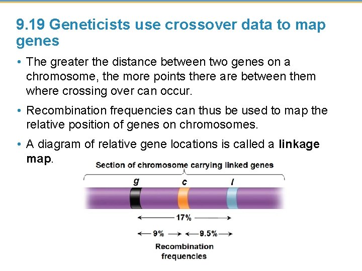 9. 19 Geneticists use crossover data to map genes • The greater the distance