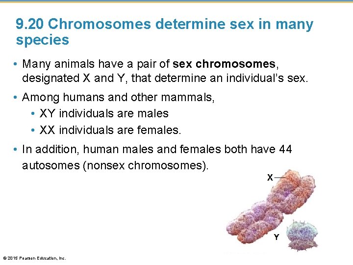 9. 20 Chromosomes determine sex in many species • Many animals have a pair