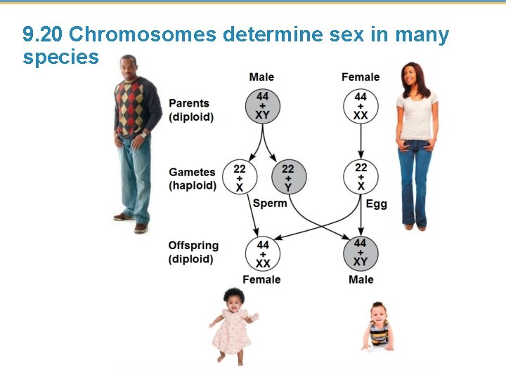 9. 20 Chromosomes determine sex in many species 