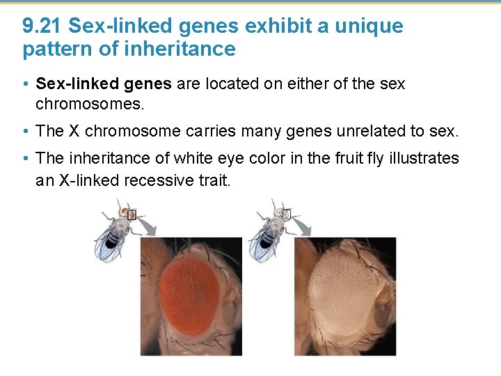 9. 21 Sex-linked genes exhibit a unique pattern of inheritance • Sex-linked genes are