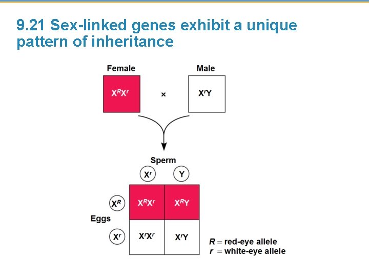 9. 21 Sex-linked genes exhibit a unique pattern of inheritance 