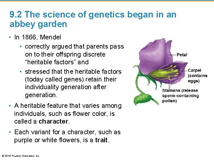 9. 2 The science of genetics began in an abbey garden • In 1866,