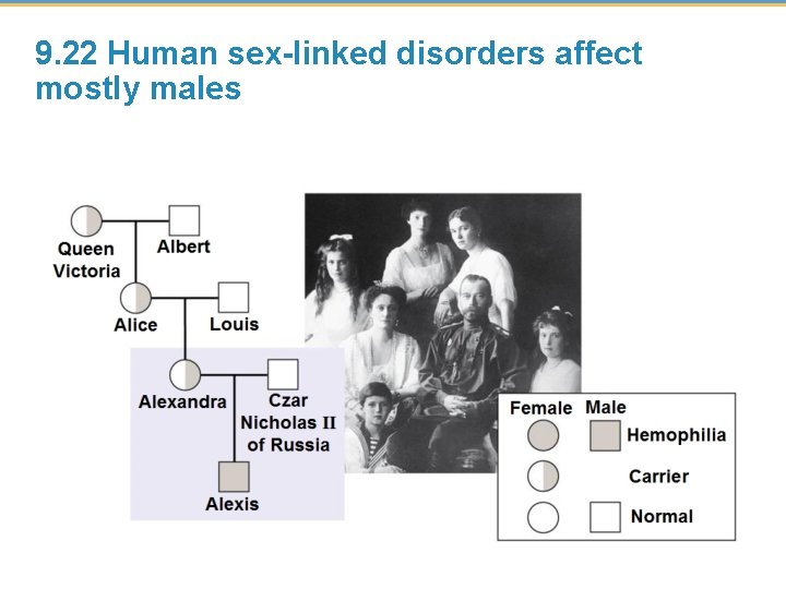 9. 22 Human sex-linked disorders affect mostly males 