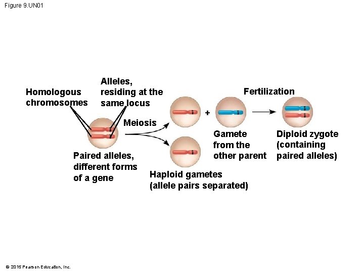 Figure 9. UN 01 Homologous chromosomes Alleles, residing at the same locus Fertilization Meiosis