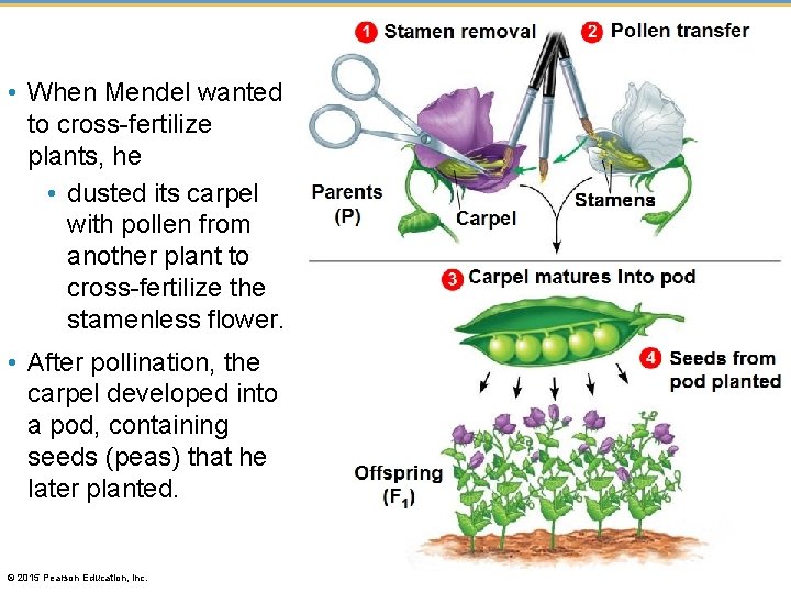  • When Mendel wanted to cross-fertilize plants, he • dusted its carpel with