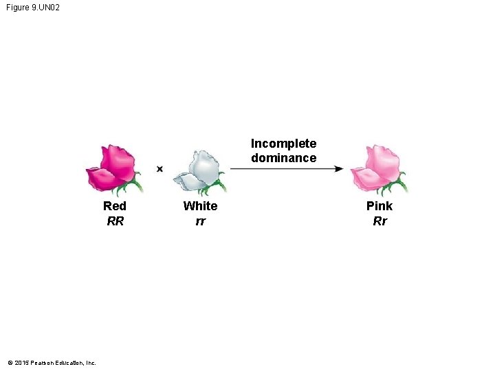 Figure 9. UN 02 Incomplete dominance Red RR © 2015 Pearson Education, Inc. White