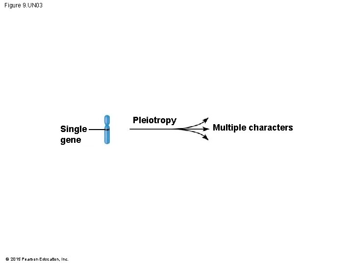 Figure 9. UN 03 Single gene © 2015 Pearson Education, Inc. Pleiotropy Multiple characters