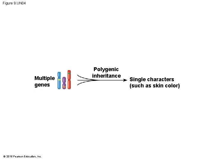 Figure 9. UN 04 Multiple genes © 2015 Pearson Education, Inc. Polygenic inheritance Single