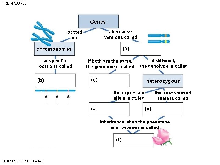 Figure 9. UN 05 Genes alternative versions called located on (a) chromosomes at specific