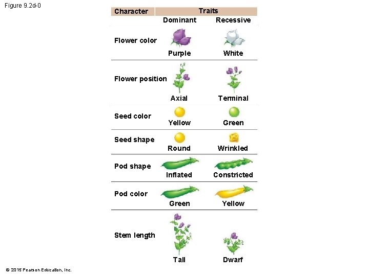 Figure 9. 2 d-0 Character Traits Recessive Dominant Flower color Purple White Axial Terminal