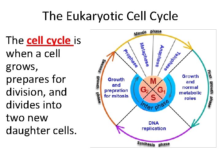 The Eukaryotic Cell Cycle The cell cycle is when a cell grows, prepares for