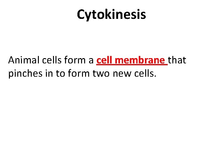 Cytokinesis Animal cells form a cell membrane that pinches in to form two new