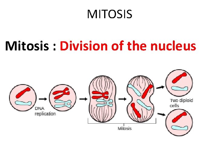 MITOSIS Mitosis : Division of the nucleus 