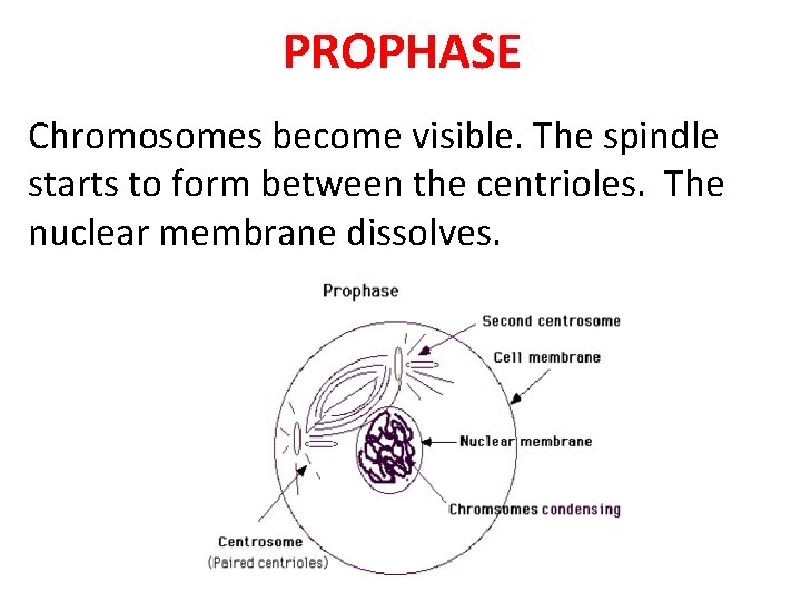 PROPHASE Chromosomes become visible. The spindle starts to form between the centrioles. The nuclear