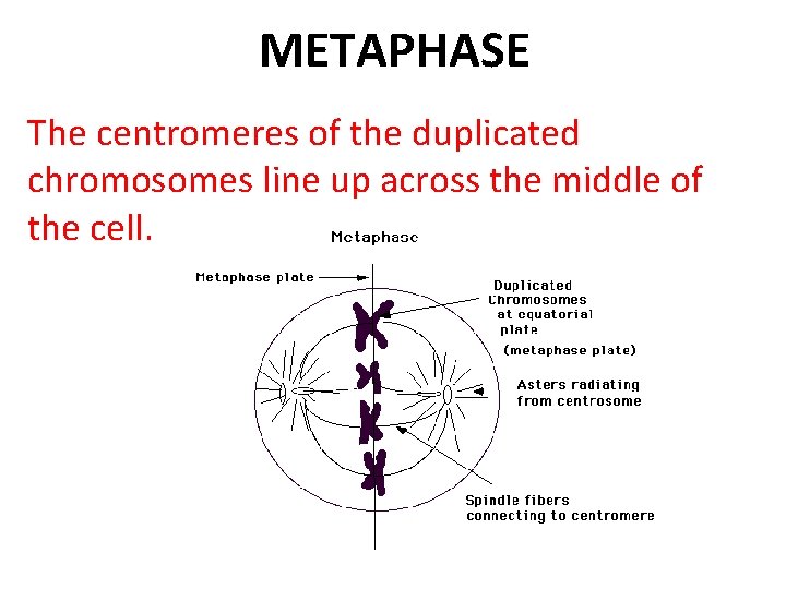 METAPHASE The centromeres of the duplicated chromosomes line up across the middle of the