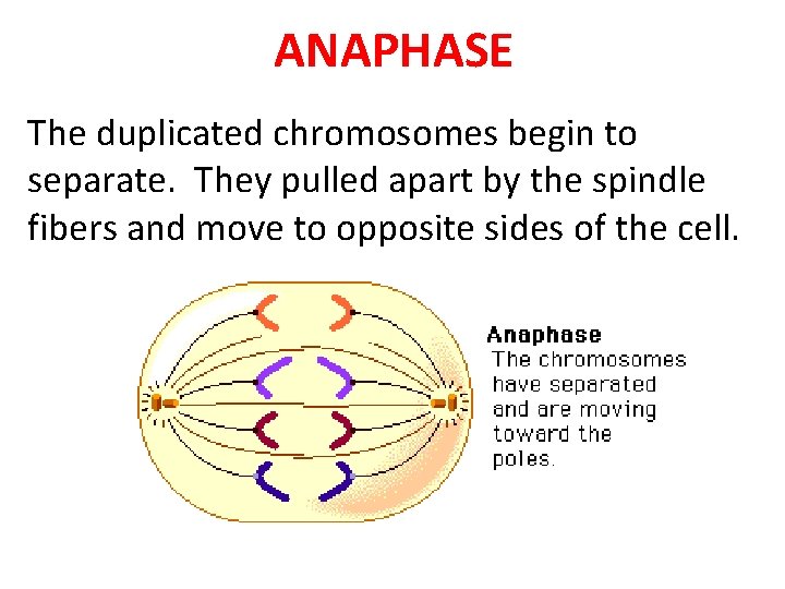 ANAPHASE The duplicated chromosomes begin to separate. They pulled apart by the spindle fibers