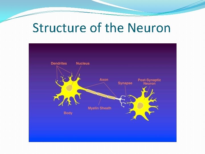 Structure of the Neuron 