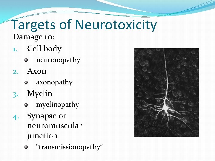 Targets of Neurotoxicity Damage to: 1. Cell body neuronopathy 2. Axon axonopathy 3. Myelin