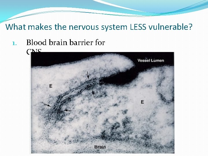 What makes the nervous system LESS vulnerable? 1. Blood brain barrier for CNS 