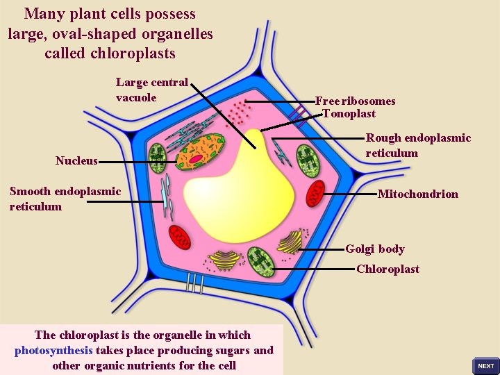 Many plant cells possess large, oval-shaped organelles called chloroplasts Large central vacuole Nucleus Smooth