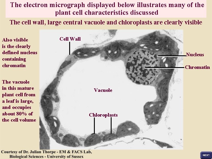 The electron micrograph displayed below illustrates many of the plant cell characteristics discussed The