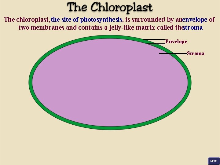 The chloroplast, the site of photosynthesis, is surrounded by anenvelope of two membranes and
