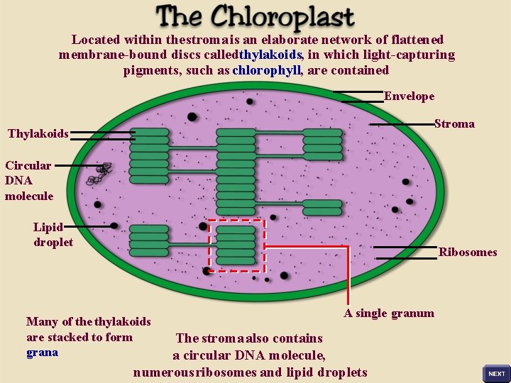 Located within the stroma is an elaborate network of flattened membrane-bound discs calledthylakoids, in