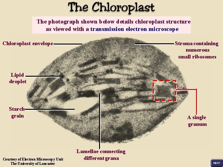 The photograph shown below details chloroplast structure as viewed with a transmission electron microscope