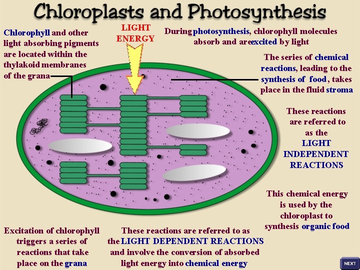 Chlorophyll and other light absorbing pigments are located within the thylakoid membranes of the