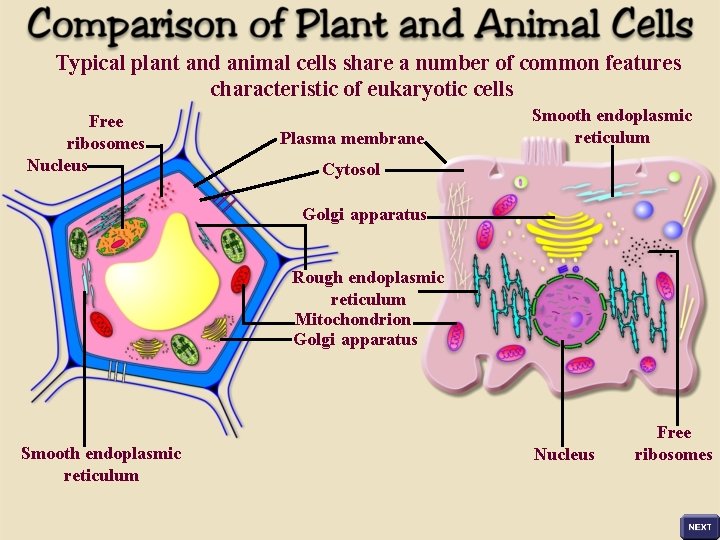 Typical plant and animal cells share a number of common features characteristic of eukaryotic