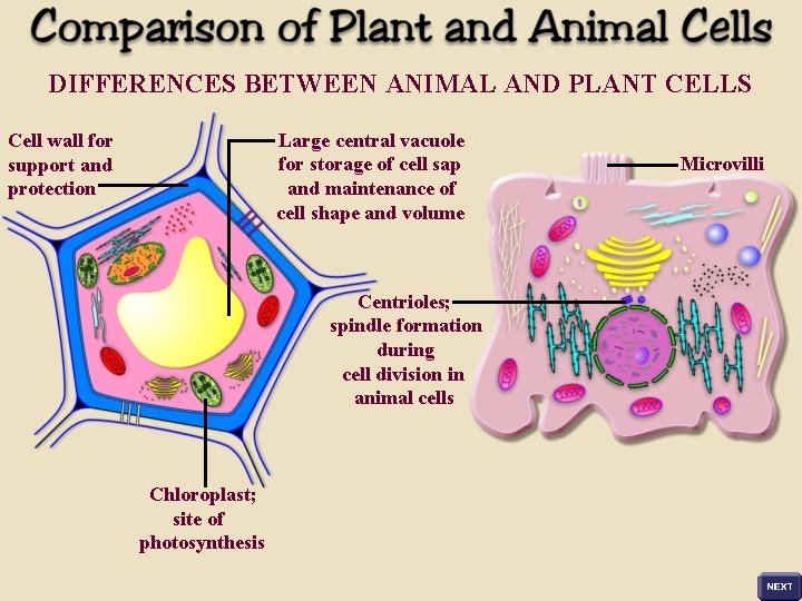 DIFFERENCES BETWEEN ANIMAL AND PLANT CELLS Large central vacuole for storage of cell sap