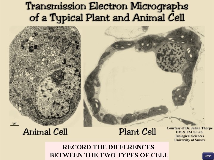 RECORD THE DIFFERENCES BETWEEN THE TWO TYPES OF CELL 
