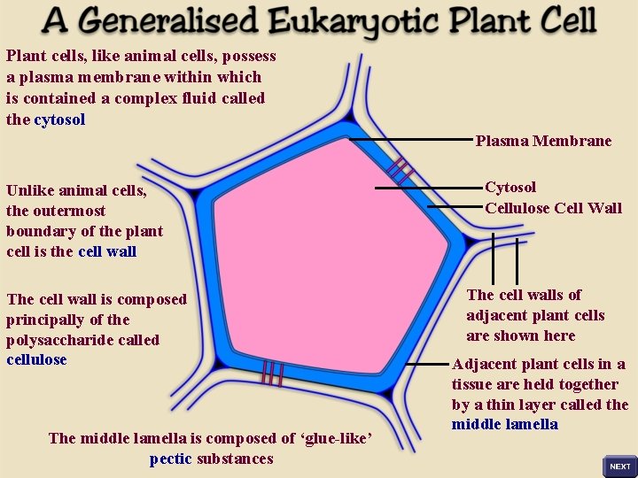 Plant cells, like animal cells, possess a plasma membrane within which is contained a