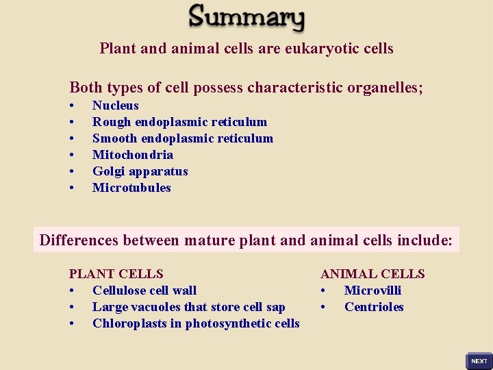 Plant and animal cells are eukaryotic cells Both types of cell possess characteristic organelles;