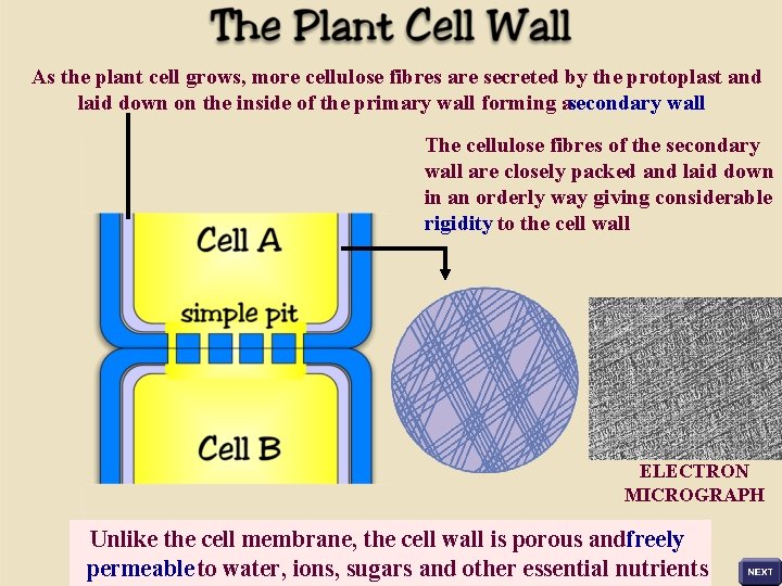 As the plant cell grows, more cellulose fibres are secreted by the protoplast and